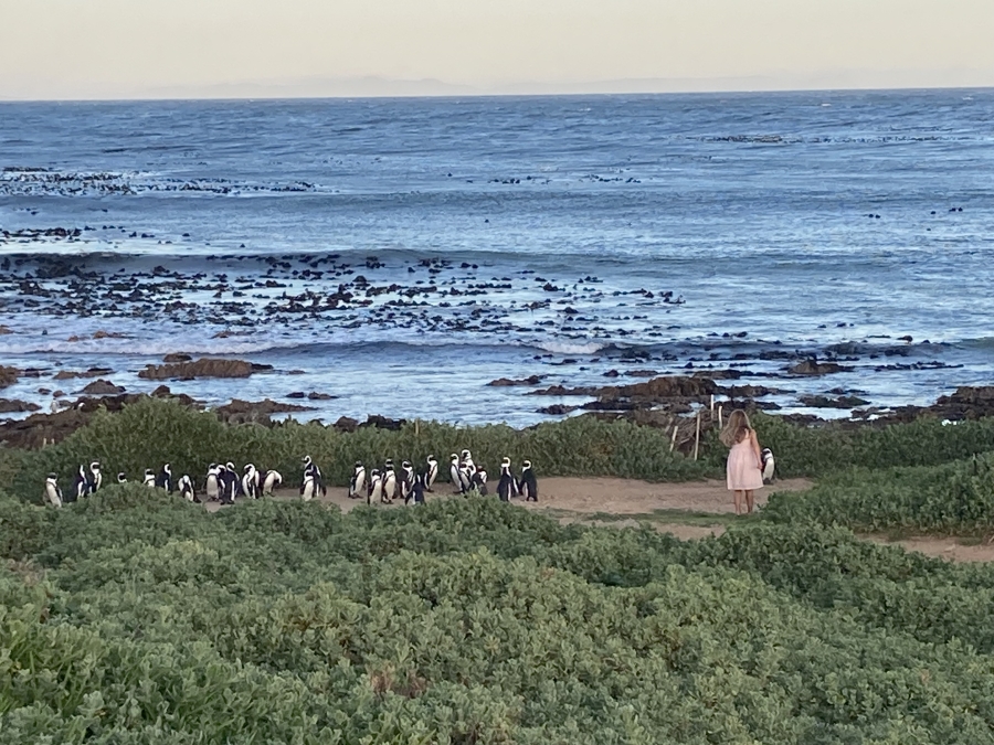 0 Bedroom Property for Sale in Bettys Bay Western Cape